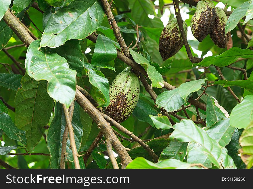 Unripe Cocoa Pod On Tree