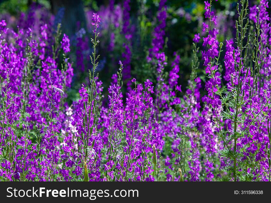 Sokyrki field Larkspur Lilac Garden Flowers
