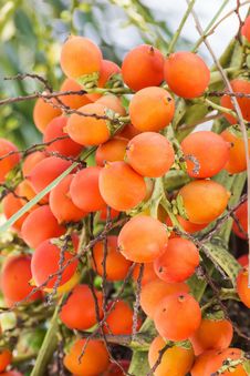 Are-ca Nut Palm On Tree Royalty Free Stock Photography Are-ca Nut Palm On Tree Royalty Free Stock Photography