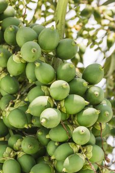 Are-ca Nut Palm On Tree Stock Image Are-ca Nut Palm On Tree Stock Image