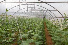 Pumpkin In Greenhouse Royalty Free Stock Photo Pumpkin In Greenhouse Royalty Free Stock Photo