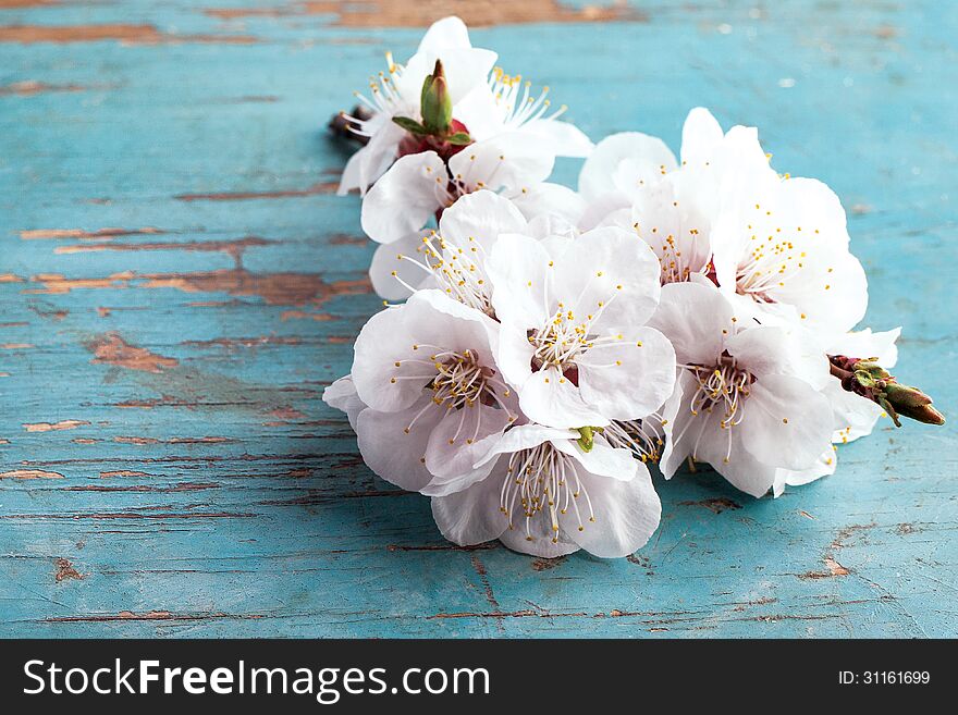 Blossoming tree brunch with white flowers