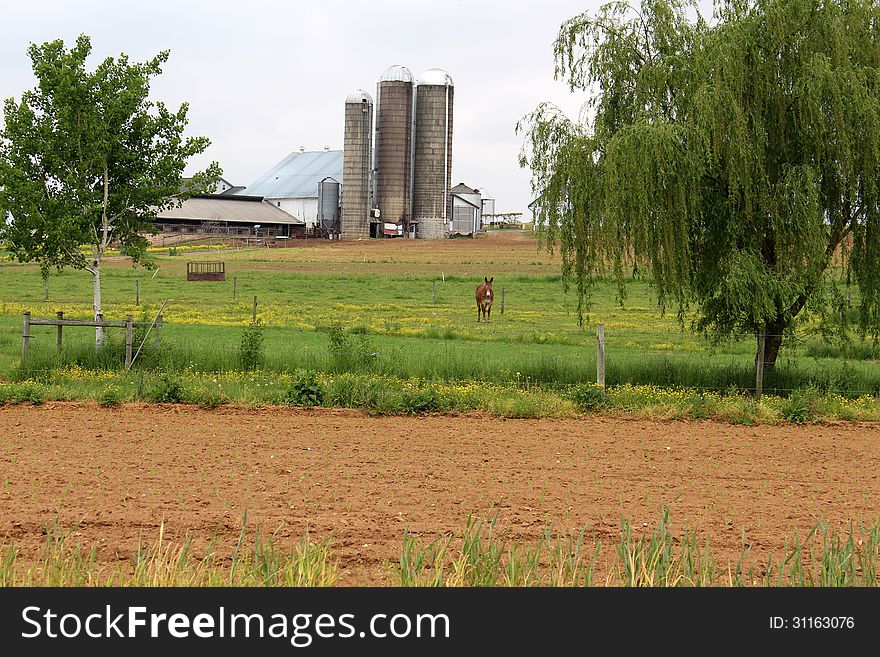 Rural farmland with Mule standing on field of yellow flowers