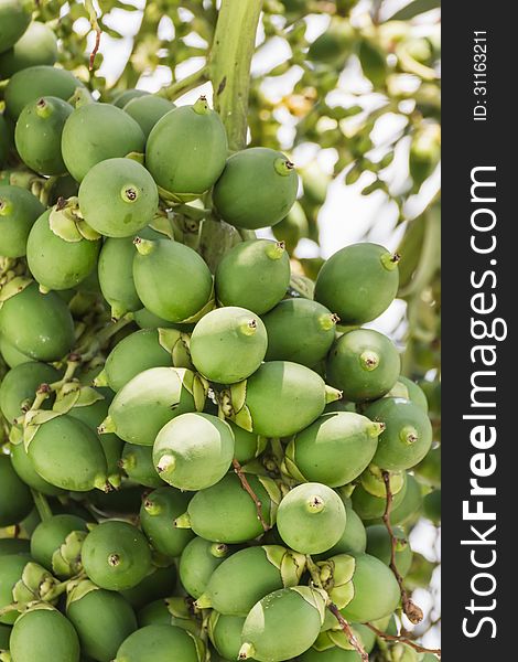 Are-ca Nut Palm tropical tree with green fruits in the nature. Are-ca Nut Palm tropical tree with green fruits in the nature