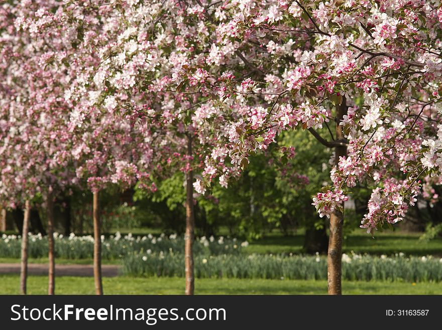 Blooming Apple Trees in the Spring Garden. Blooming Apple Trees in the Spring Garden