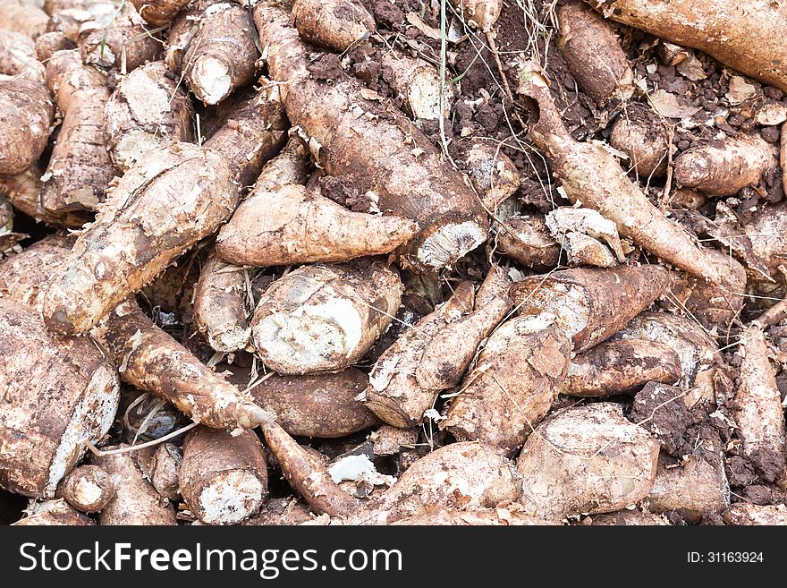 Close up view heap of the cassava root