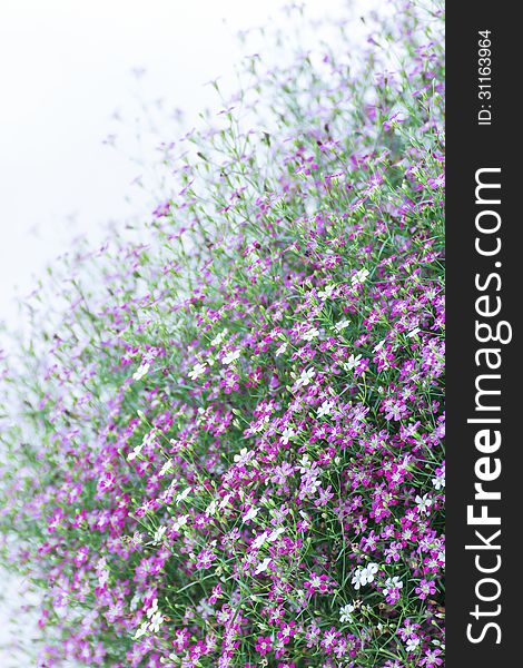 Closeup many little gypsophila pink flowers on white background. Closeup many little gypsophila pink flowers on white background