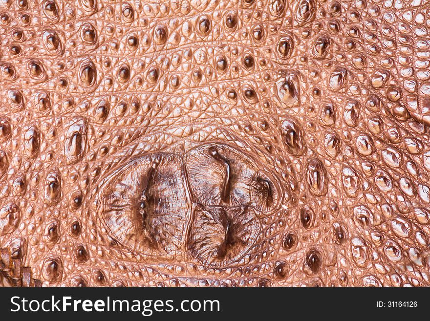 Close up of detailed crocodile skin texture