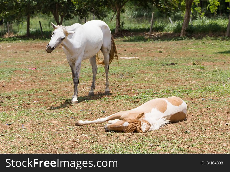 Horse sleeping on the ground in fram