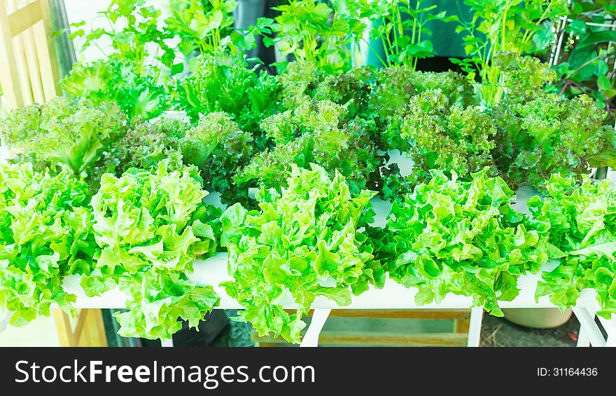 Lettuce in the greenhouse