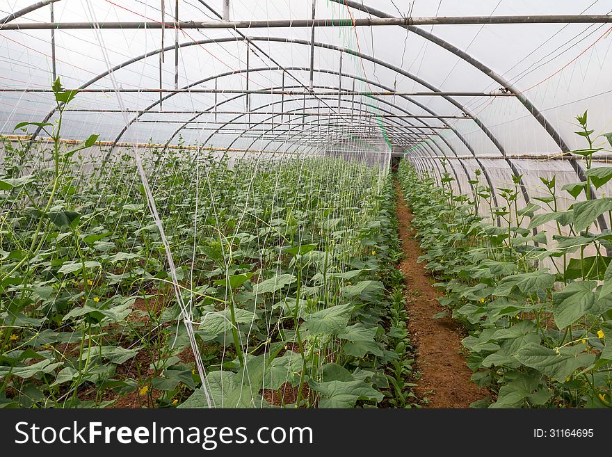 Pumpkin vines grow plants growing in a greenhouse. Pumpkin vines grow plants growing in a greenhouse