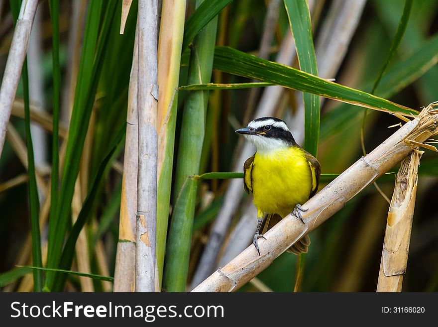 Greater Kiskadee on the edge of a cane field