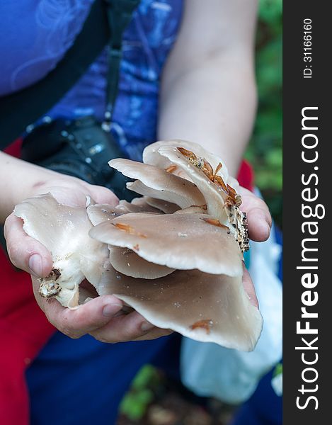 A young female explorer in a forest with a bunch of oyster mushrooms (Pleurotus pulmonarius) in hand. A young female explorer in a forest with a bunch of oyster mushrooms (Pleurotus pulmonarius) in hand.