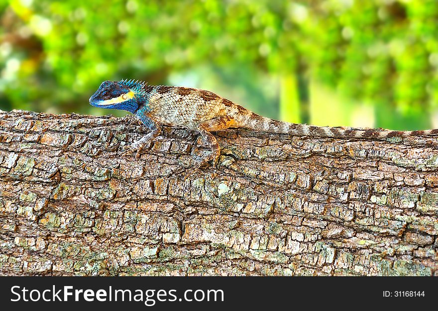 Bright color lizard (pangolin) on a tree against greens. Bright color lizard (pangolin) on a tree against greens