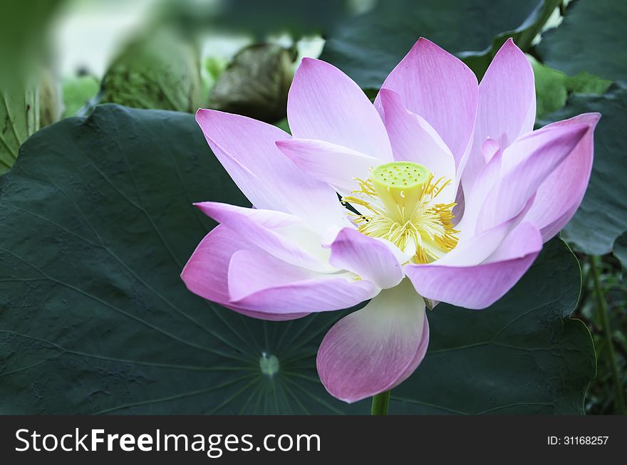 Purple lotus in the pond in the garden