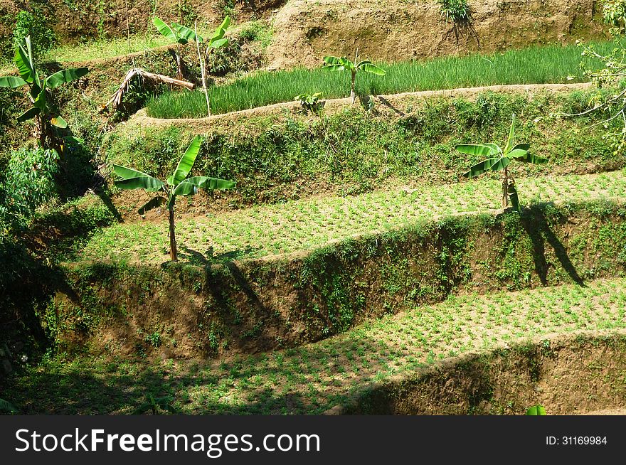 Views of terraced fields on hills colo, Kudus, Indonesia
