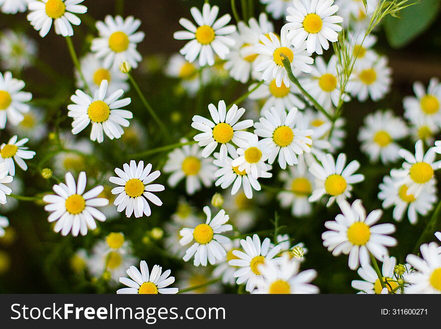 Chamomile flowers in soft light