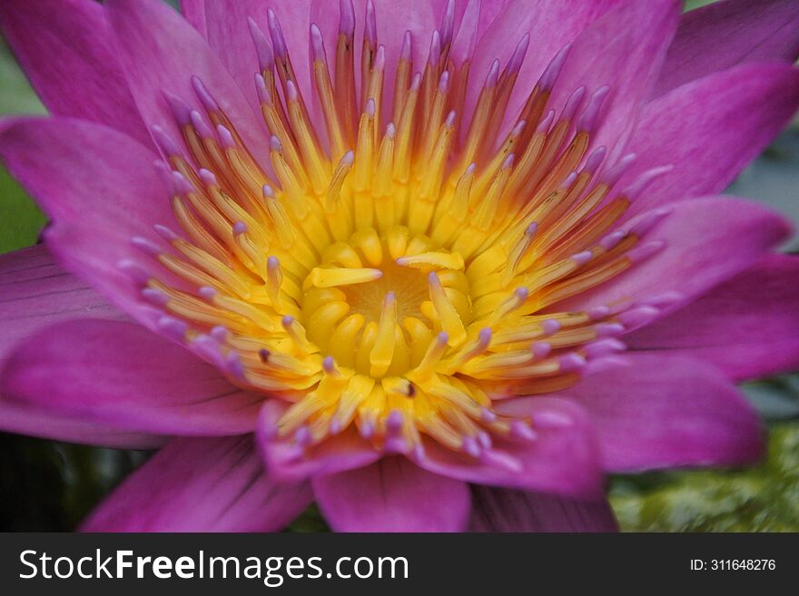 Purple Water Lily with Yellow Pollen