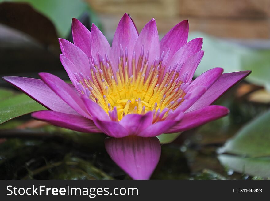 Purple water Lily with yellow pollen
