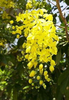 Flowers Of Golden Shower Tree Bloom In Summer Royalty Free Stock Photos Flowers Of Golden Shower Tree Bloom In Summer Royalty Free Stock Photos