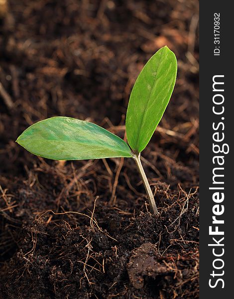 Young plant shooting from the ground in a warm light.