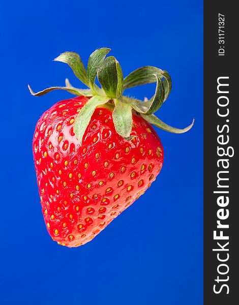 Strawberry single on blue background