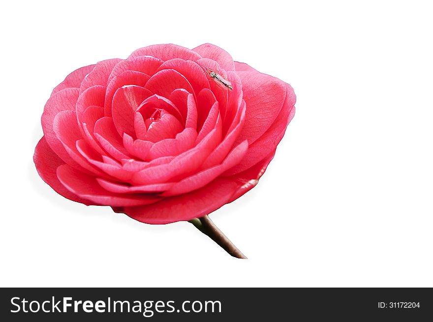 Pink rose isolated with insect