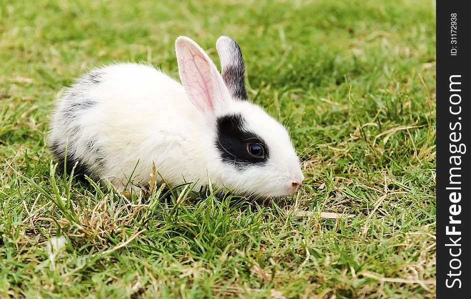 A small baby rabbit searching for food.