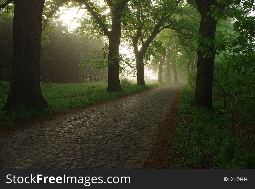 The photograph shows a narrow, rural, paved road. In addition to roads and tall oak trees. Rises above the fog light. The photograph shows a narrow, rural, paved road. In addition to roads and tall oak trees. Rises above the fog light.