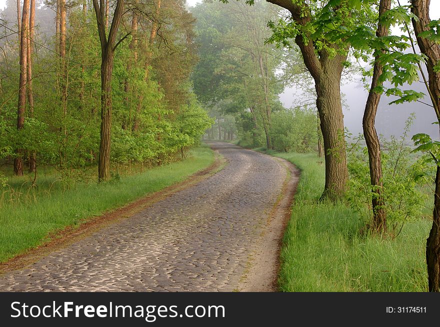 Forest road in the morning.