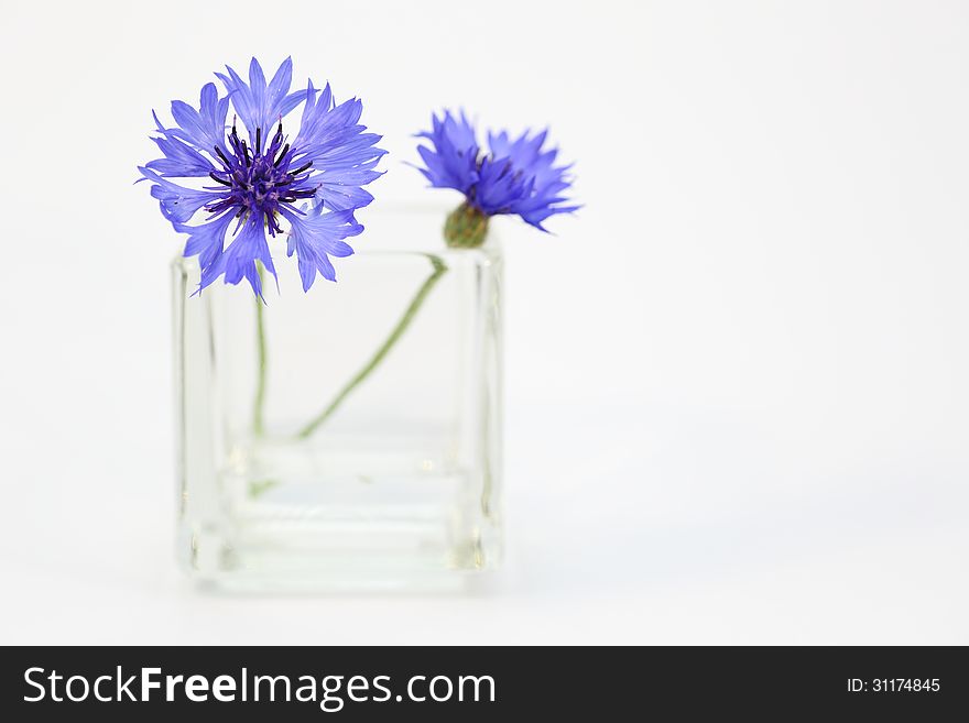 Two blue cornflower in a glass vase