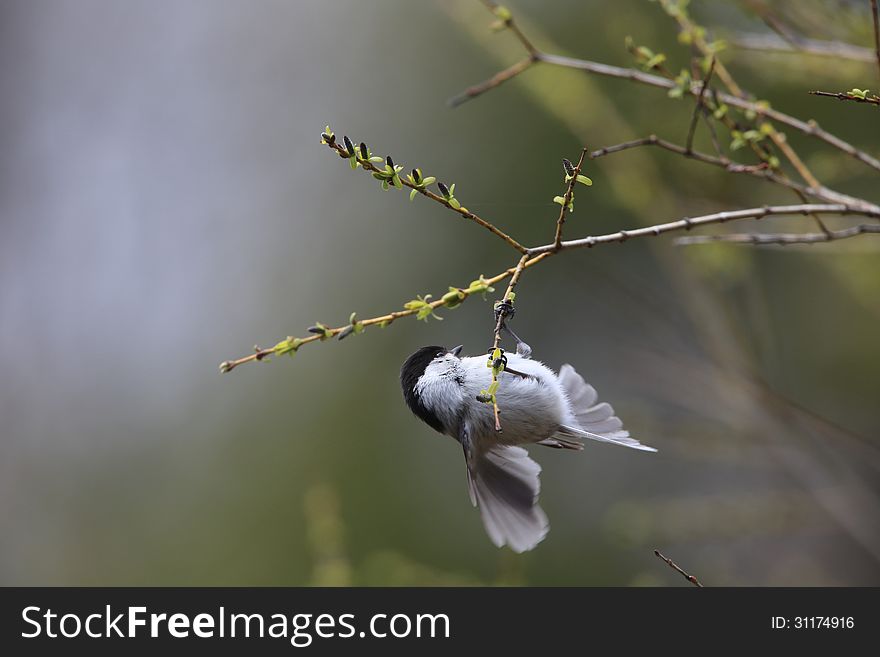 Willow Tit