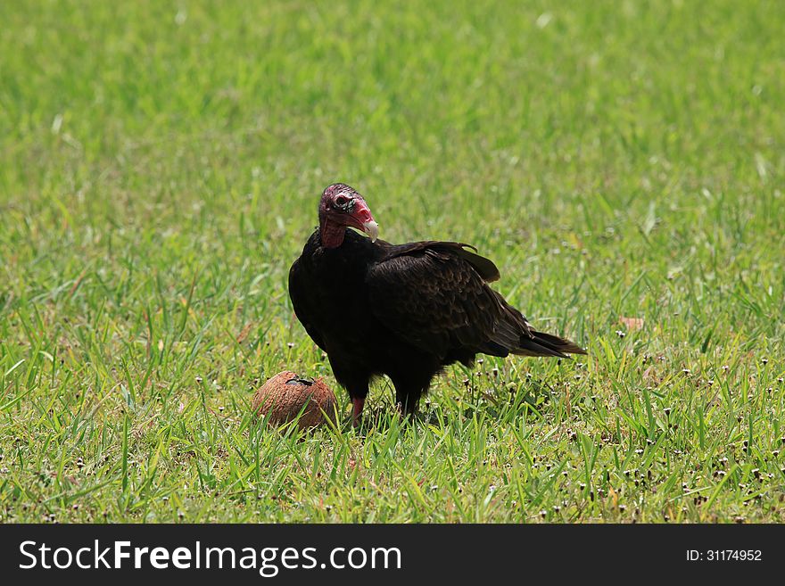 Turkey Vulture Feasting