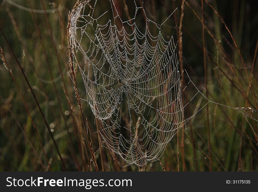 The photograph shows a spider's web. The delicate spider web filaments are dew drops. The photograph shows a spider's web. The delicate spider web filaments are dew drops.