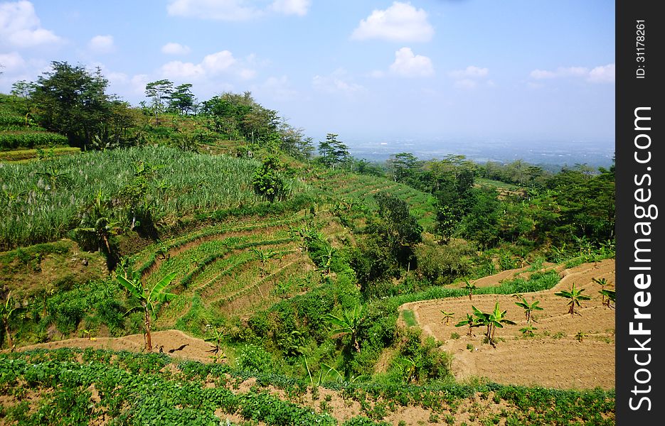 Views of terraced fields on hills colo, Kudus, Indonesia