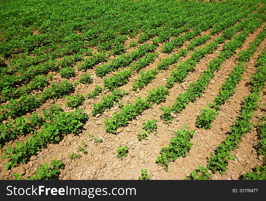 Peanuts fields in the Central Java, Indonesia
