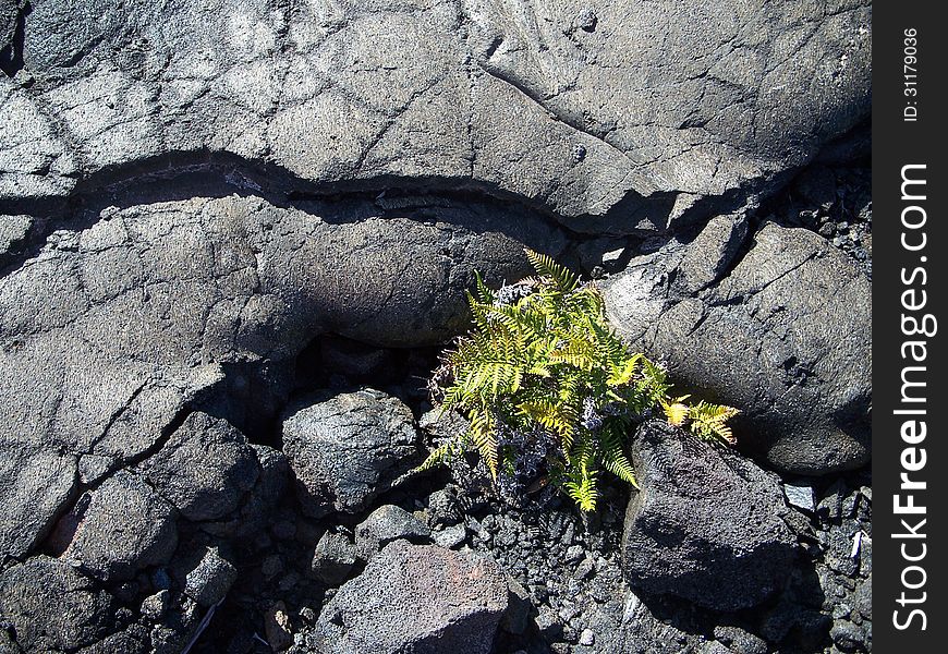 New plants grow through lava. New plants grow through lava