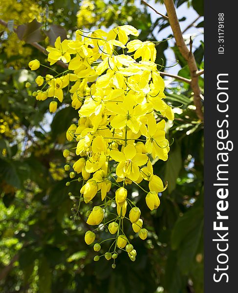 Golden shower or Cassia fistula flower. Flowers of Golden Shower Tree bloom in summer