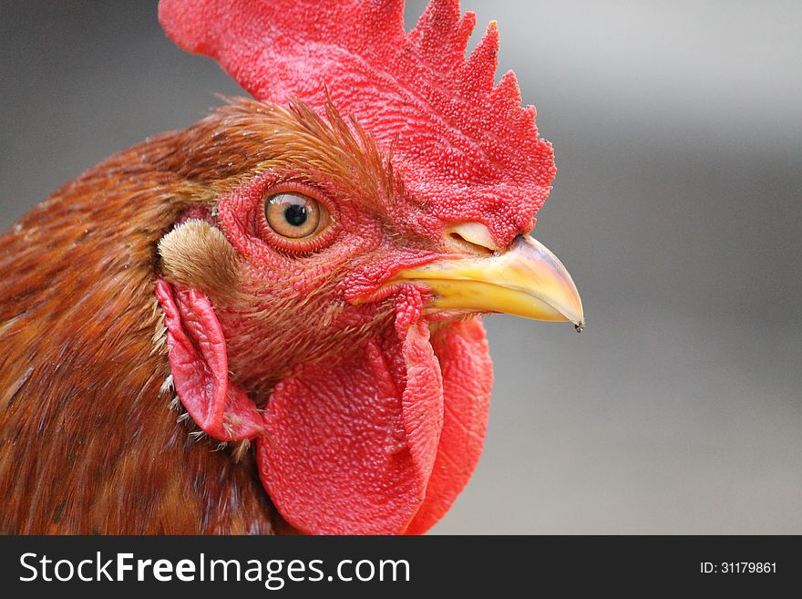 Rooster in a country yard. Rooster in a country yard