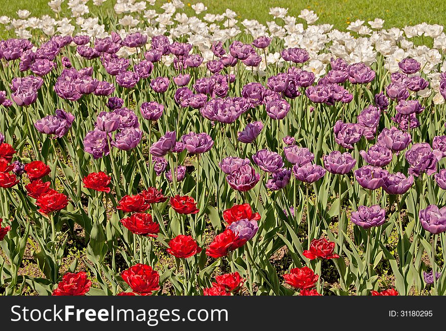 Violet, red and white tulips