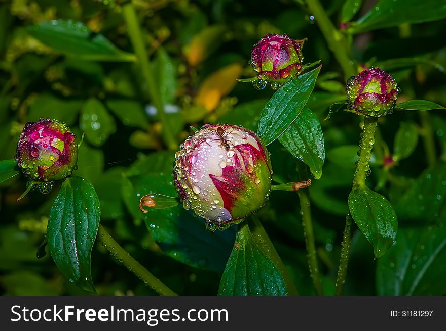 Close-up shot of a Closed Peony flower with rain drops. Close-up shot of a Closed Peony flower with rain drops