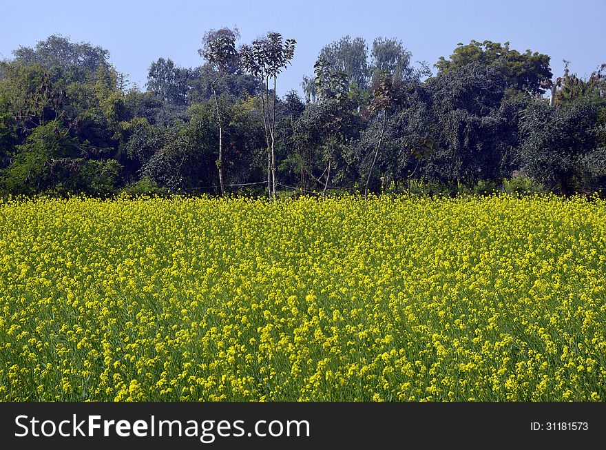 Mustard Fields In Kajuraho, India