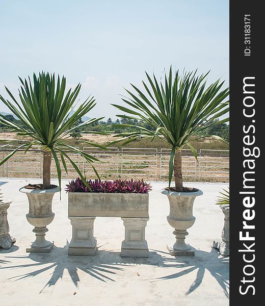 The couple of Chan pha trees as parts of building decoration.