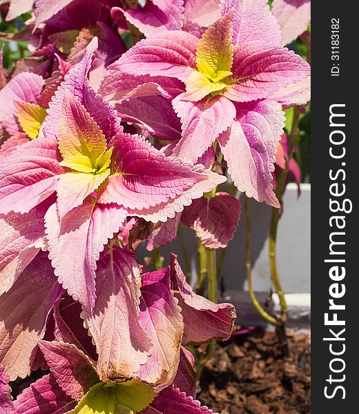 The pink - yellow flowers are in bloom. The pink - yellow flowers are in bloom.