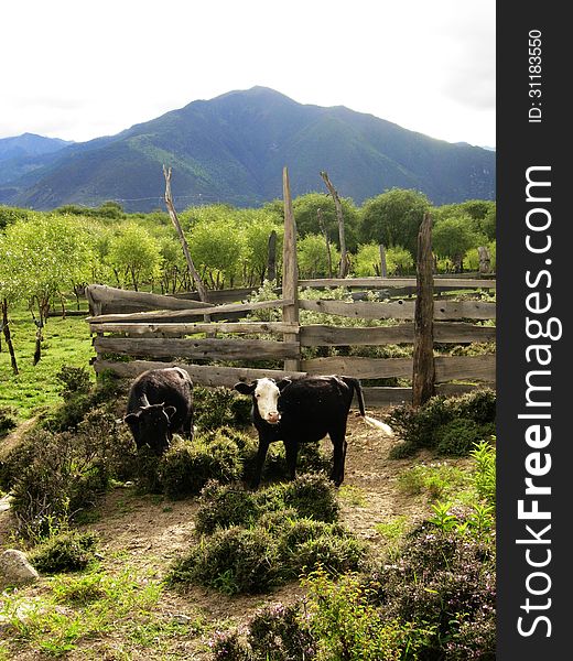 Two cattles in Tibet Highland