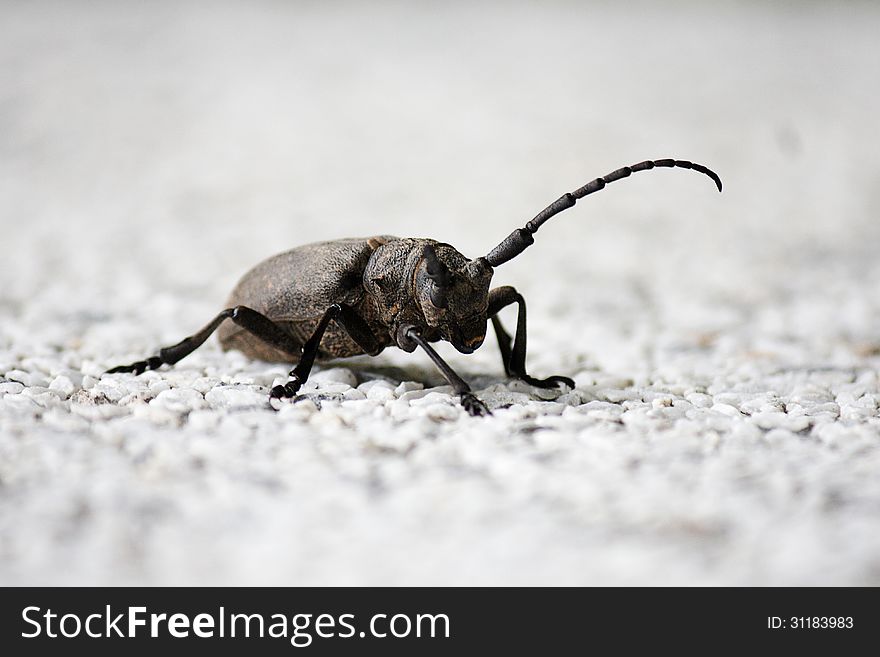 Weaver Beetle, Lamia textor, on white pebbles