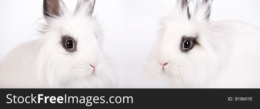 Two small white rabbit, a lion's head, closeup