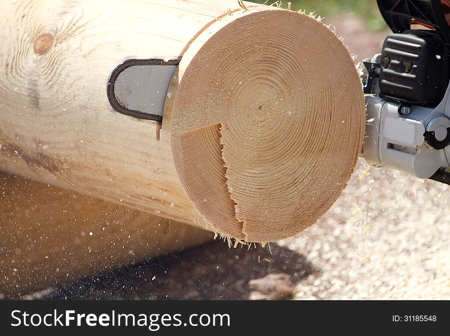 Chainsaw blade cutting on the tree