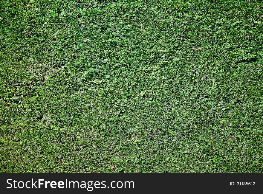 Natural background (detail of a hedge)