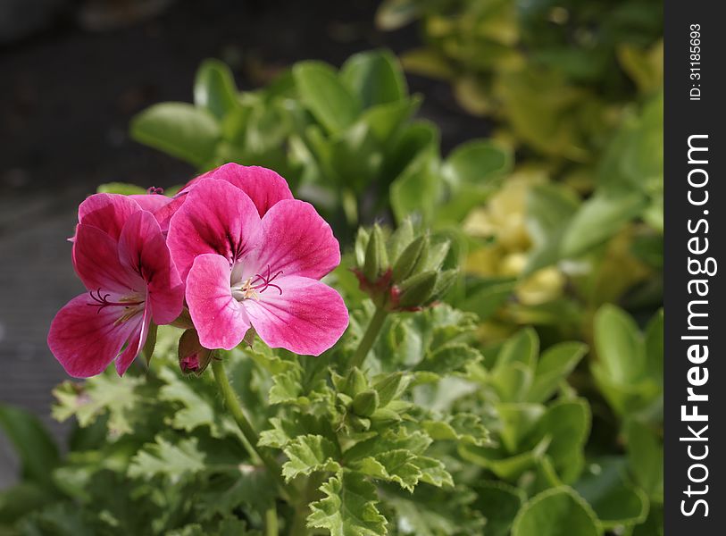 Red geranium in my garden